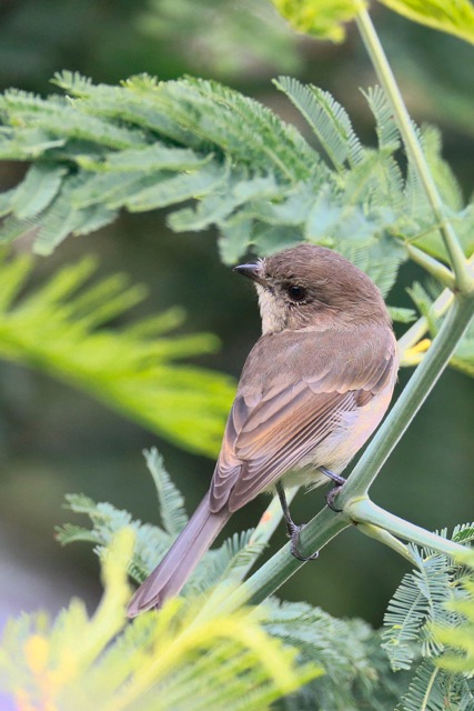 Tasmanian Bird species Identification