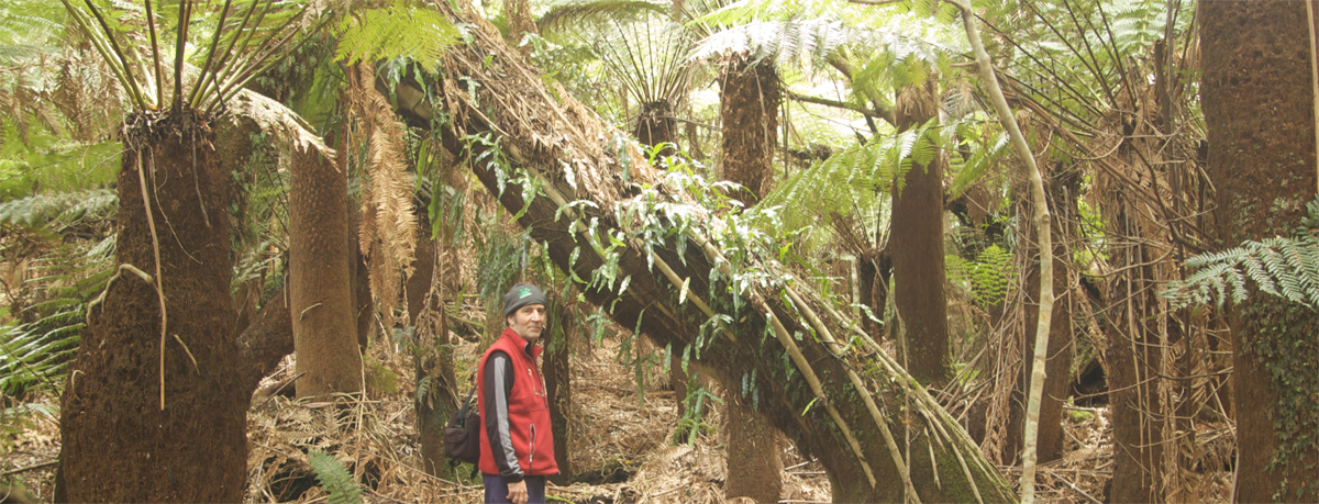 Guided bush walks tasmania